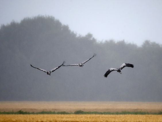 Koen de Koning ontwikkelde kraanvogelradar: "Meer dan 1000 over zien vliegen"