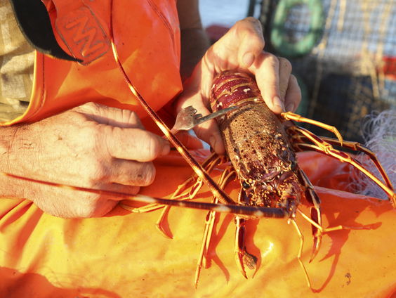 Geen kreeften uit Oosterschelde bij opening Kreeftenseizoen