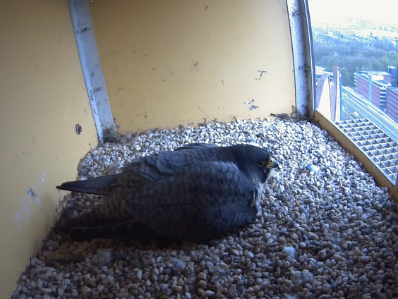 Update: Is er al een ei uitgekomen van de Groningse Ria Valk?