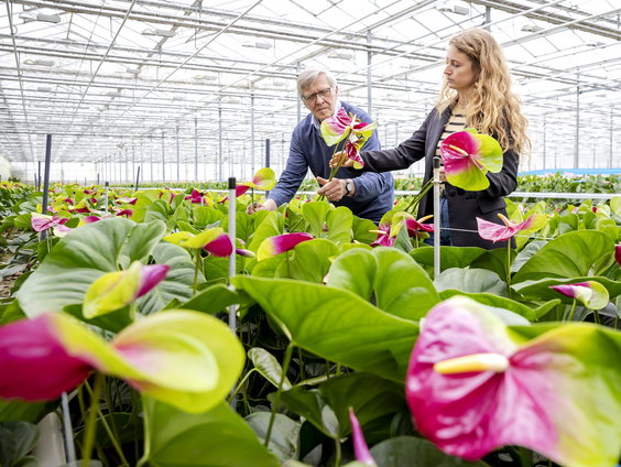 Piet van der Burg verzorgt 30.000 bloemen voor nieuwe paus Leo XIV