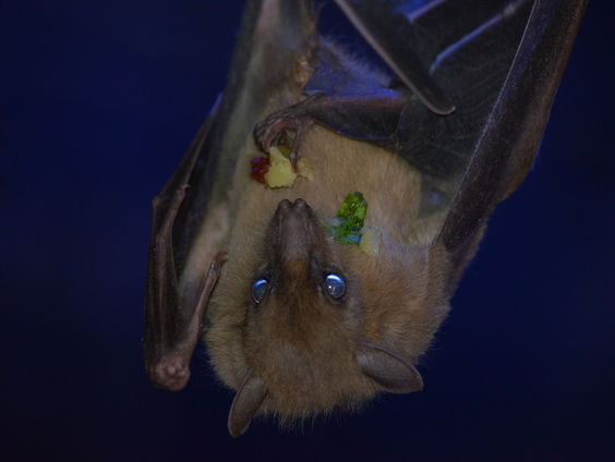 Nacht van de Vleermuizen