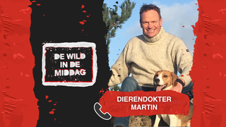 Dierendokter Martin over ongedierte: “We moeten geen kruimels achterlaten”