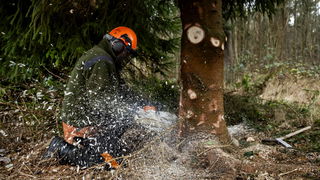 Staatsbosbeheer levert opnieuw kerstboom voor Tweede Kamer