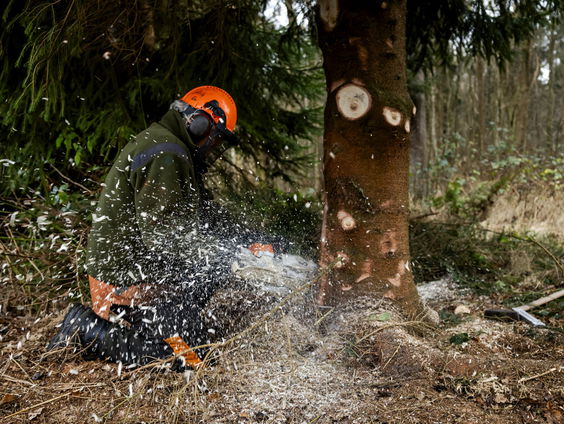 Staatsbosbeheer levert opnieuw kerstboom voor Tweede Kamer