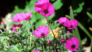 Bredase tuinplantjeskringloop slaat aan en is inmiddels meer dan dat