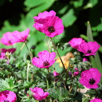 Bredase tuinplantjeskringloop slaat aan en is inmiddels meer dan dat