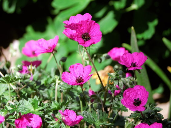 Bredase tuinplantjeskringloop slaat aan en is inmiddels meer dan dat