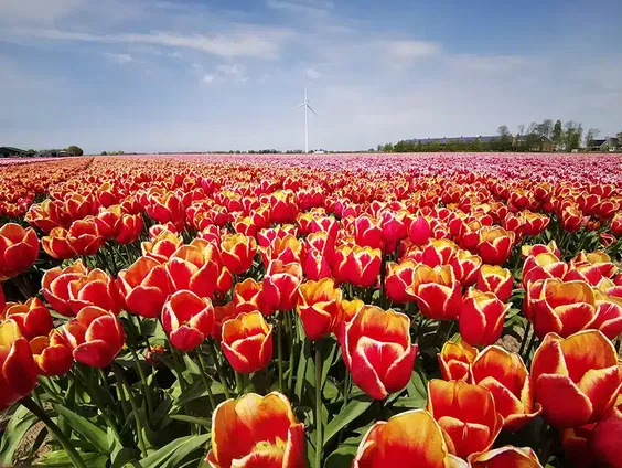 Tulpenroute Flevoland eerder begonnen