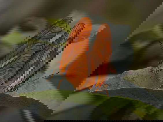 Charlotte Vermeulen over de show 'Seksuele diversiteit in het dierenrijk'