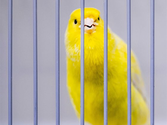 Kanarie Pietje zingt weer na 7 jaar stilte