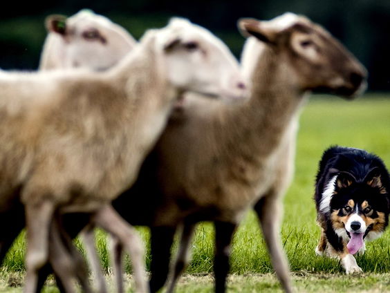 De 17-jarige Nouran is de jongste schaapherder van Nederland!