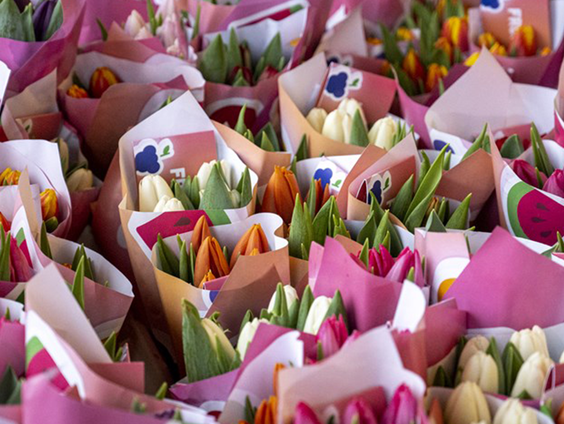 De tulp wordt duur betaald