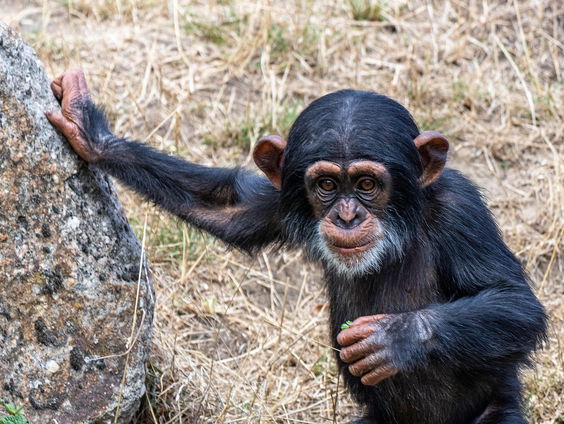 Aapjes als huisdier in 1975