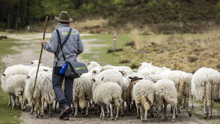 Wolestafette vraagt aandacht voor ambacht van herder en belang schaapskuddes