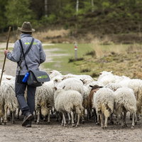 Wolestafette vraagt aandacht voor ambacht van herder en belang schaapskuddes