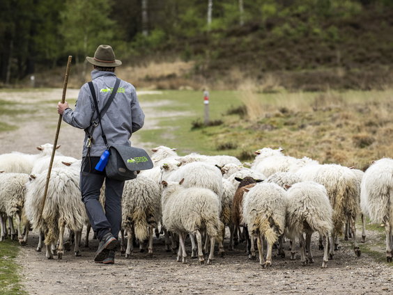 Wolestafette vraagt aandacht voor ambacht van herder en belang schaapskuddes