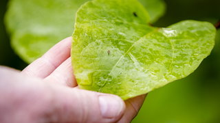 Moestuinman Simon ontdekt de heerlijke smaak van Japanse duizendknoop