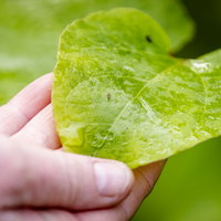 Moestuinman Simon ontdekt de heerlijke smaak van Japanse duizendknoop