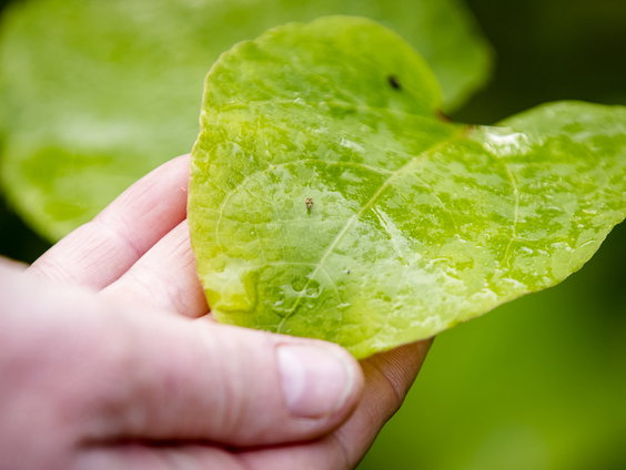 Moestuinman Simon ontdekt de heerlijke smaak van Japanse duizendknoop
