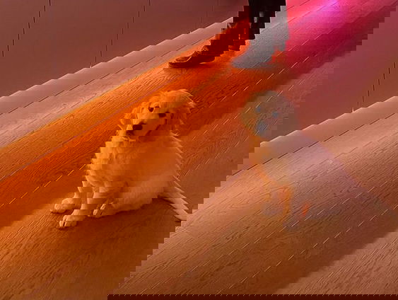 Hond Sam mist haar baasje tijdens De 4Daagse