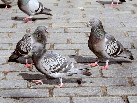 Alfons uit Almelo redt stadsduiven