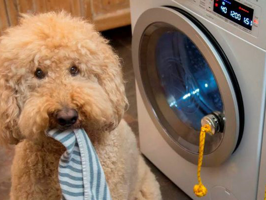 Philip Korff de Gidts over de stichting 'De Hond Kan De Was Doen'