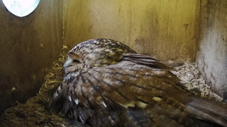 Het ultieme voorjaarsgevoel: De nestcamera’s staan weer aan