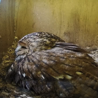 Het ultieme voorjaarsgevoel: De nestcamera’s staan weer aan