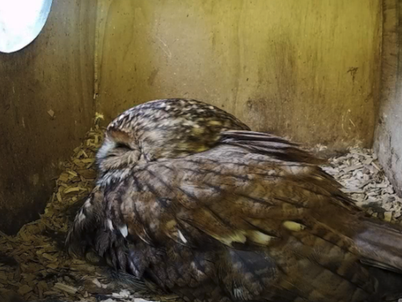 Beleef de Lente: Kijk live mee in de vogelnesten