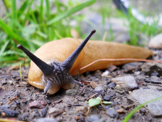 Bodemdierendagen 2024