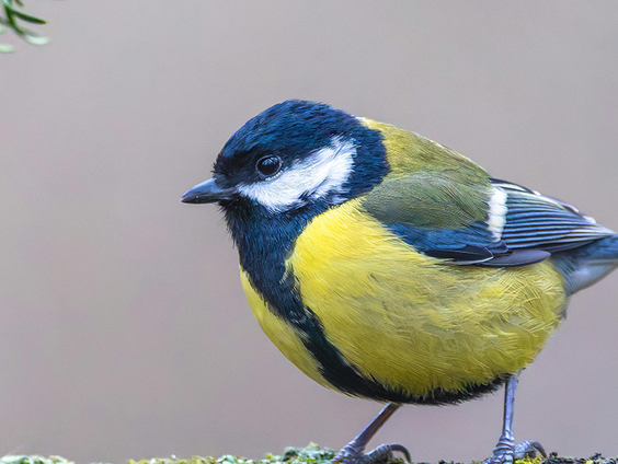Zijn vogels nu al bezig met de lente?