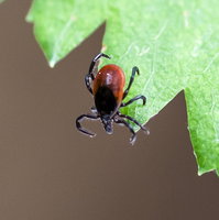 Meeste tekenbeten in vijf jaar