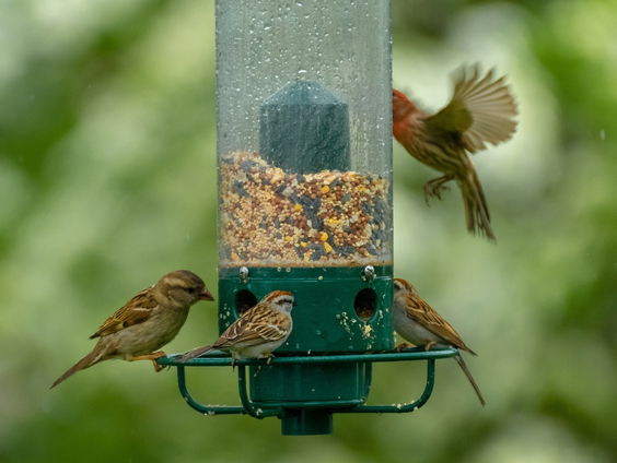 Vogelvoer soms slecht voor vogels
