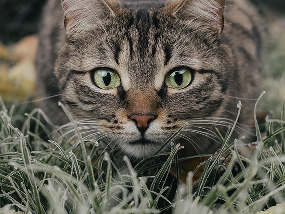 De knip gaat op het kattenluik in Amersfoort