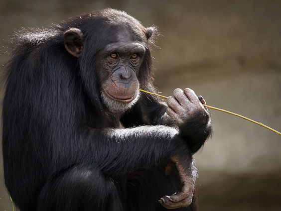 Chimpansee dood door ruzie in Beekse Bergen