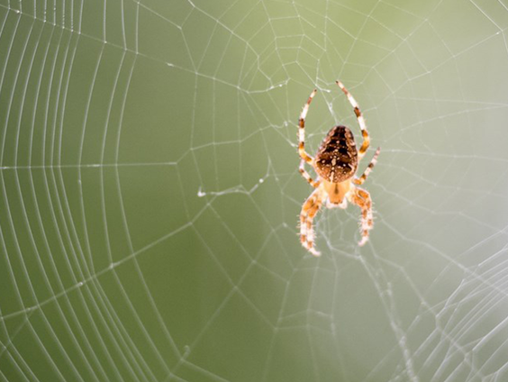 Zijn er meer spinnen dan anders?