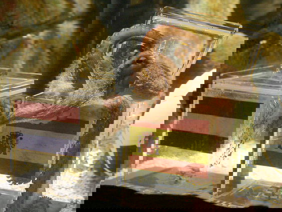 Dieren voorspellen al jaren EK-wedstrijden