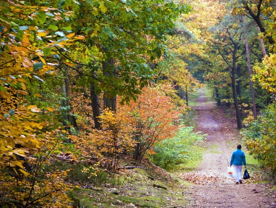 Boswachter Erik de Jonge waarschuwt: “Laat het bos in de herfst met rust”