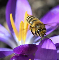 Bijenkoningin Sonne: 'Spreek als een bij of hommel in jouw gemeente!'
