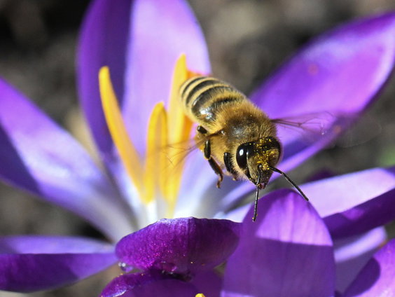 Bijenkoningin Sonne: 'Spreek als een bij of hommel in jouw gemeente!'