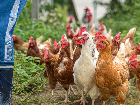 Een blije kip kletst de oren van je kop