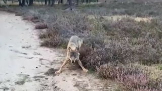 Kevin Hendriks keek wolf in zijn gele ogen