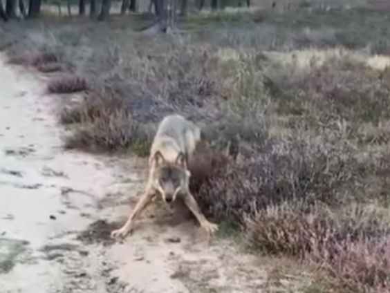 Kevin Hendriks keek wolf in zijn gele ogen