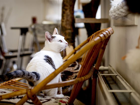 Pas op voor de kattenziekte