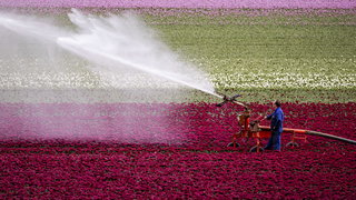 Ook de bloemen van corsoverenigingen hebben last van de droogte