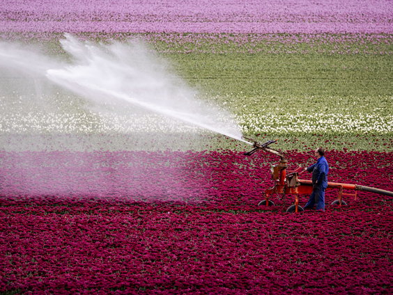 Ook de bloemen van corsoverenigingen hebben last van de droogte