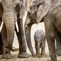 Eerste Europese olifantenpark geopend