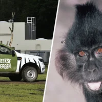 Beekse Bergen aap is nog altjd niet gevangen