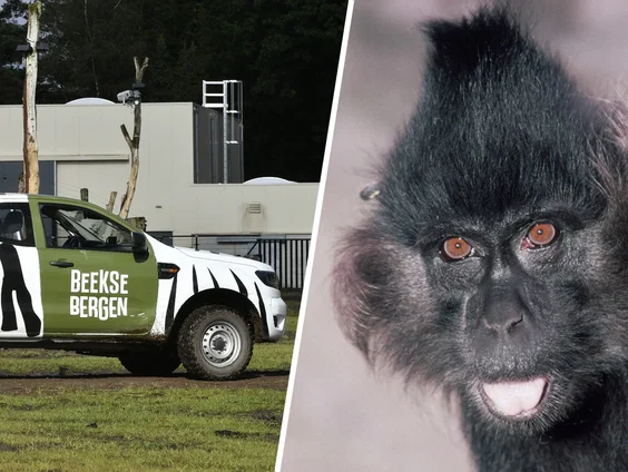 Beekse Bergen aap is nog altjd niet gevangen