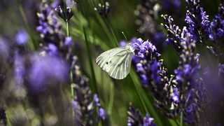 Hoe staat de natuur er voor dit jaar?